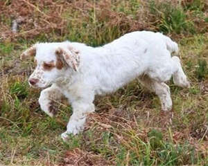 克伦伯猎鹬犬的护理常识