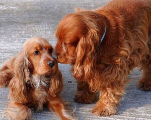 可卡犬吃什么狗粮