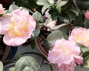 茶花春天剪1刀、换个盆，立马新芽嗖嗖冒！