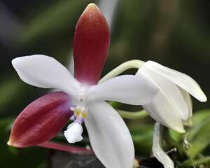 盾花蝴蝶兰图片