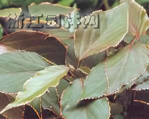红桑栽培管理(图)