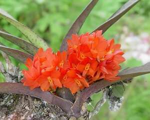 鸟舌兰的介绍与养护要点