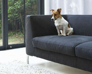 给狗狗创造最适宜的客厅空间