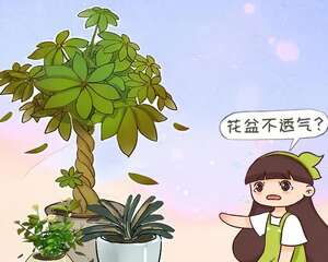 养花别用这种盆，养啥死啥，1棵都不剩！