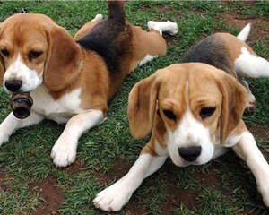 狗狗挑食会影响主人的生活质量