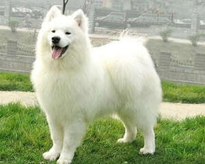 狗狗糖尿病的症状及病因