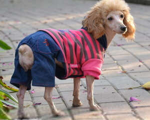 贵宾犬不能吃什么