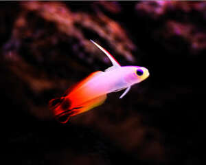 雷达鱼的饲养环境