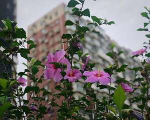 木槿怎么浇水？