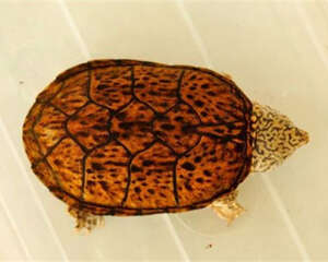 虎纹麝香龟吃什么比较好？