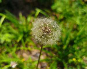 蒲公英在什么季节开放