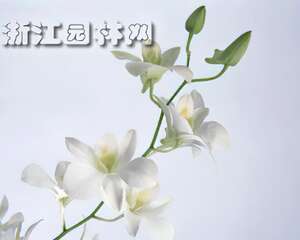 石斛兰采后处理技术（图）