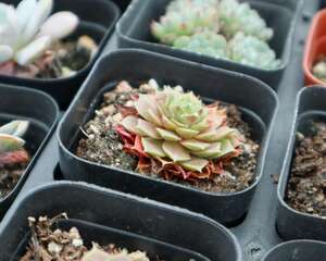 欣赏多肉开花,就选这六种