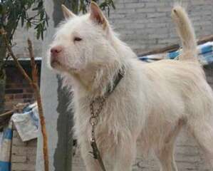 下司犬会咬人吗？下司犬怎么挑选？