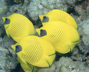 黄色蝴蝶鱼的喂食要点