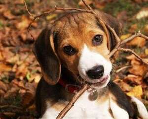 哪些东西比格犬不能吃？