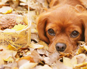 怎么改善狗狗翻垃圾桶的问题