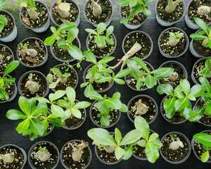 新买的沙漠玫瑰怎么养