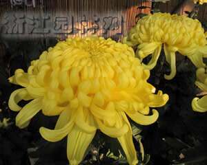 菊花巧劈接、高温易成活（图）