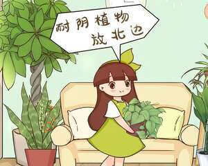 1间房1盆花，养最合适的，全家都健康！