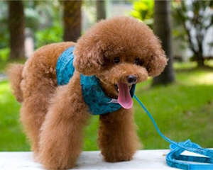 狗狗牵引绳的种类之如何选择