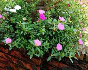 把花插在油桶里，疯狂晒7天，开成大花柱！