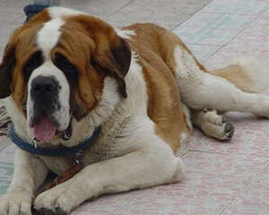 如何照顾老年狗