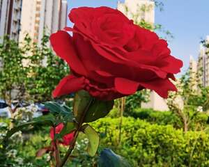 月季花的特点，月季花的图片