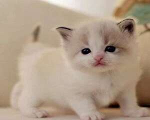 幼猫感冒怎么办？幼猫感冒如何防治？