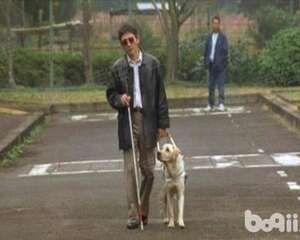 导盲犬详细介绍 带你了解真正的导盲犬