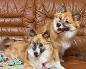 哪些物品会对狗狗有潜在威胁