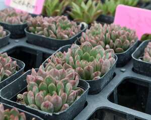 多肉红宝石怎么养红