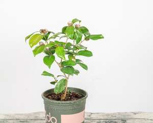 茶花花蕾干枯怎么补救