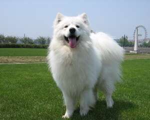 萨摩耶犬的性格特点