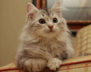 导致猫咪呕吐的3种原因