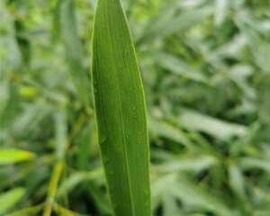 竹子黄叶的原因和处理办法