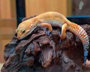 肥尾守宫多少钱？肥尾守宫怎么养？