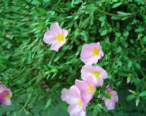 大花马齿苋的栽种培养管理(图)