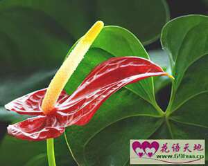 红掌的花语：大展宏图、热情、热血
