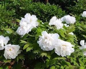 缠枝牡丹的养殖方法