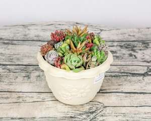 最难养死的10种多肉，谁能养死，我就服谁！