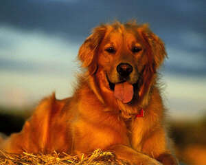 主人们为什么都那么在意狗狗的鼻子是否干燥