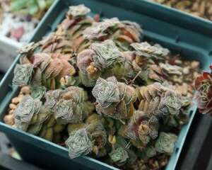 多肉新手党，新买回家的肉要这么养！