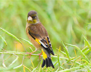 金翅雀的喂食要点