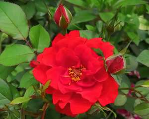 家里有这花，可以控制开花，想开几次都行！