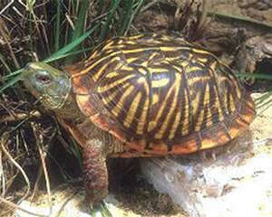 西部箱龟的外观特征