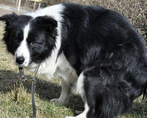 如何让狗狗在笼内排便