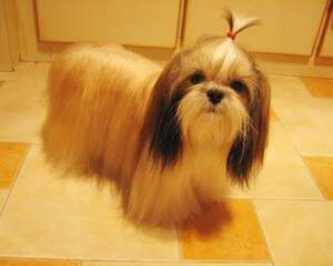 西施犬的训练知识