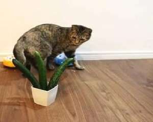 猫为什么怕黄瓜 猫真的怕黄瓜吗