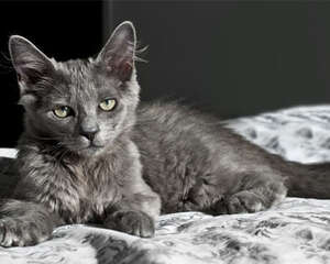 猫咪香波主要分为四种类型